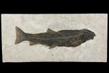 Notogoneus Fossil Fish (Scarce Species) - Wyoming #144002-1